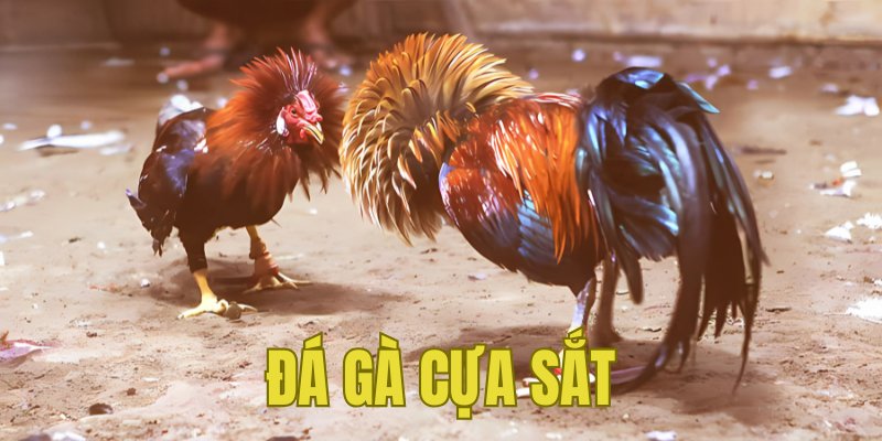 Banner www.redevent.vn